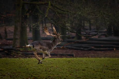Damhert in beweging