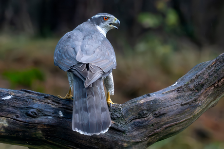 Havik - Northern Goshawk