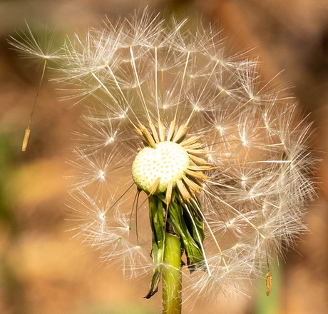 paardenbloem