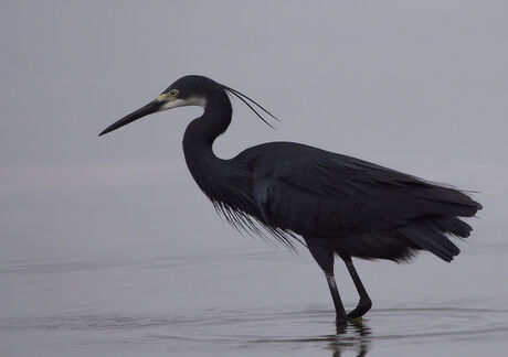 Kleine zilverreiger