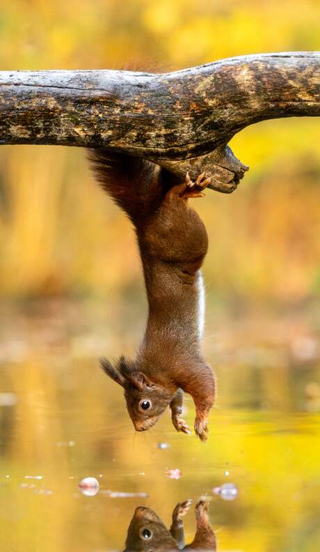 Eekhoorn in de herfst 🍂