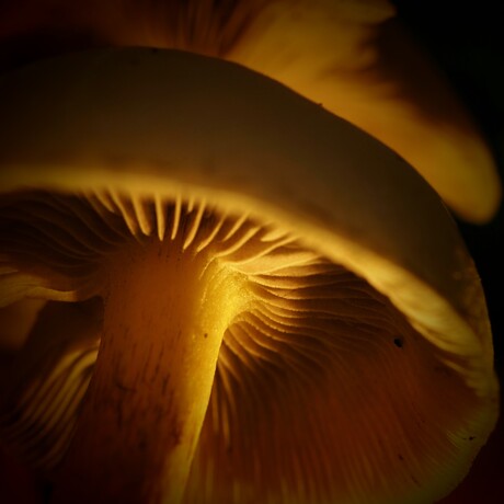 Mushroom sunrise 