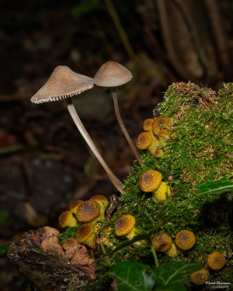 Verscheidene paddenstoelen.