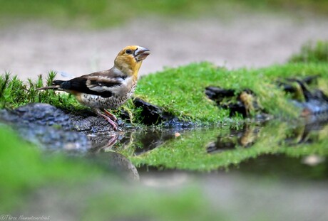 Pretty Hawfinch