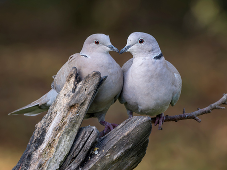 liefde is