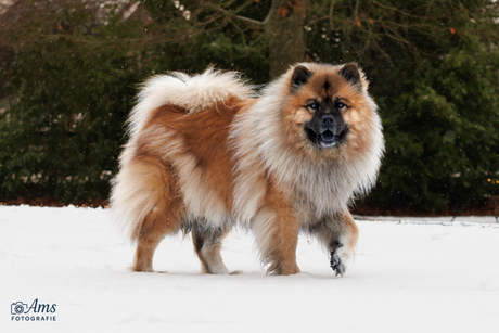 Hond Balloe in de sneeuw