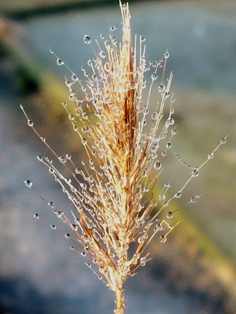 Graspluim bedekt met dauwdruppels. 