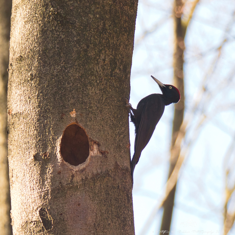 Zwarte Specht