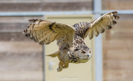 Oehoe in dierenpark Hoenderdaell