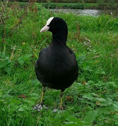 Meerkoet langs de Vliet.