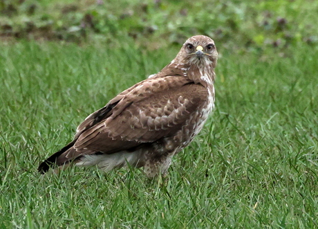 buizerd 2