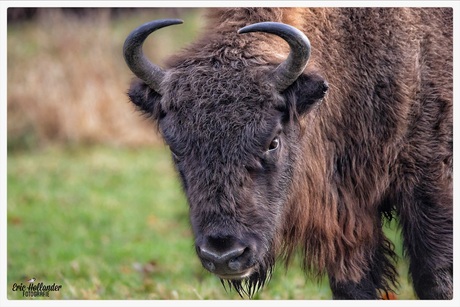 Wisent in het natuurpark