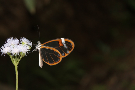 de doorzichtige vlinder 