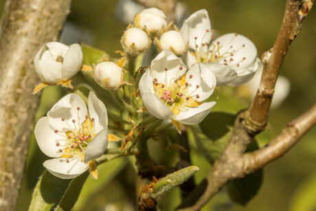 Lente bloesem