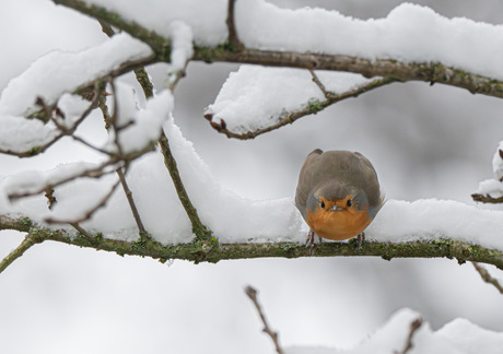 Roodborstje in de sneeuw