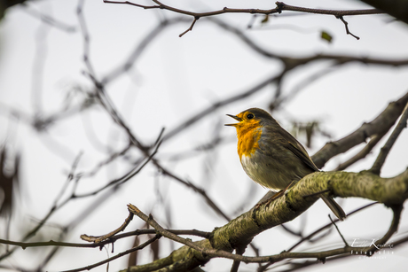 hij zong alsof het lente was!