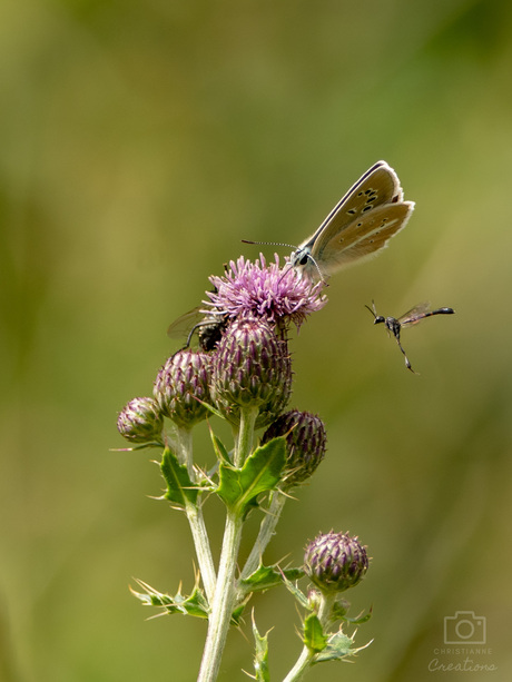 Witstreepblauwtje en hongerwesp