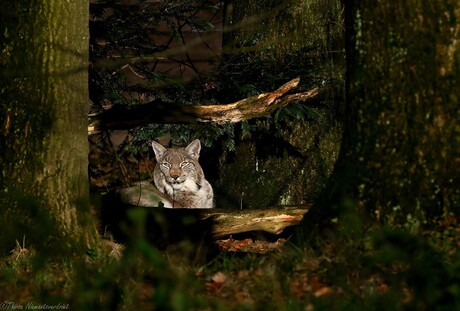 Eurasian Lynx