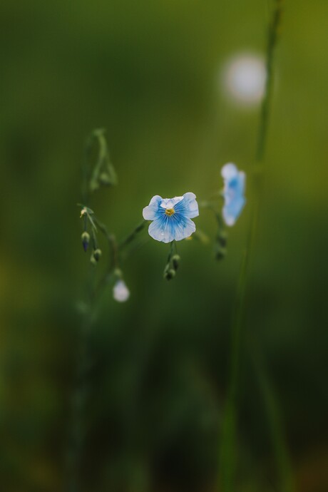 Blue.