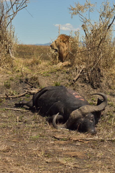 Safari 