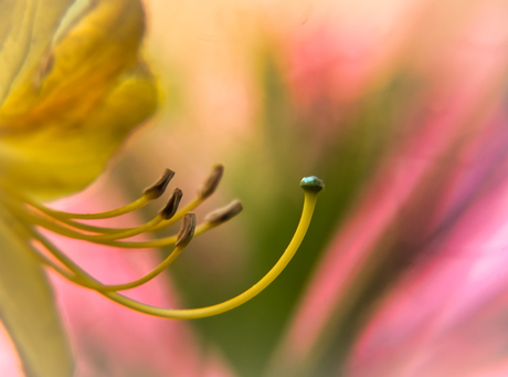 Half the flower, twice the drama