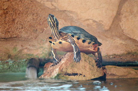 Schildpadje