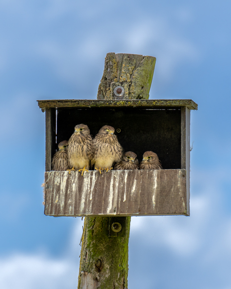 Familie torenvalk 