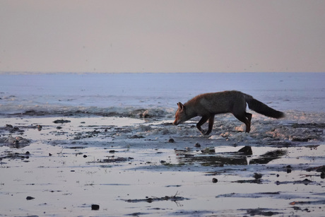 Vos wandelt voorbij...