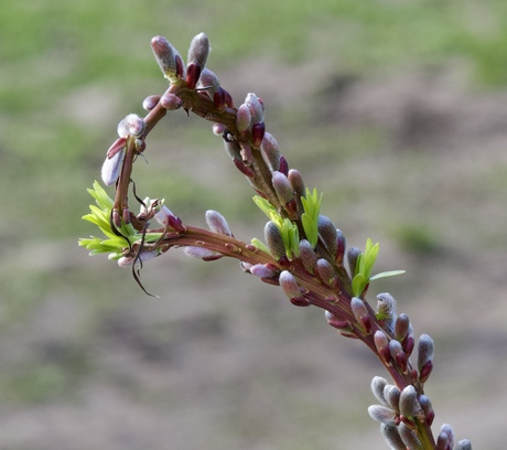De lente dient zich aan