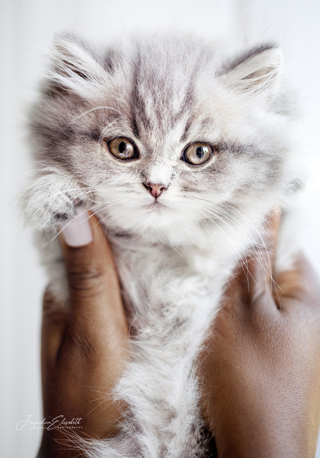 Kittens are angels with whiskers.