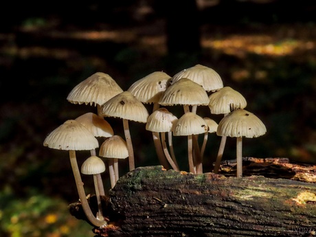 Bundelmycena