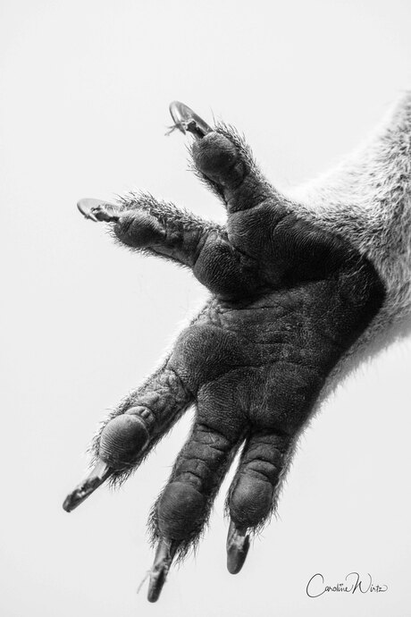 Koala hand