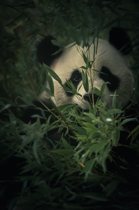 Reuzenpanda