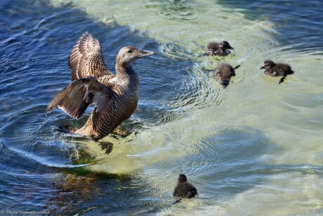 Swimming Class