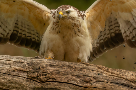 Blonde Buizerd