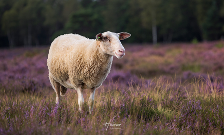 Grazen op de heide...