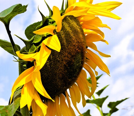Zonnebloem in het veld