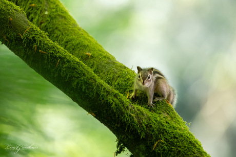 Siberische grondeekhoorn