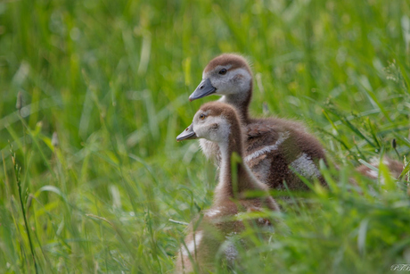Verscholen in het gras