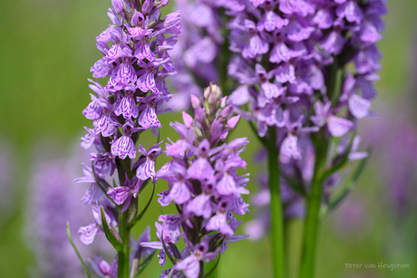 Schoonheid van de natuur