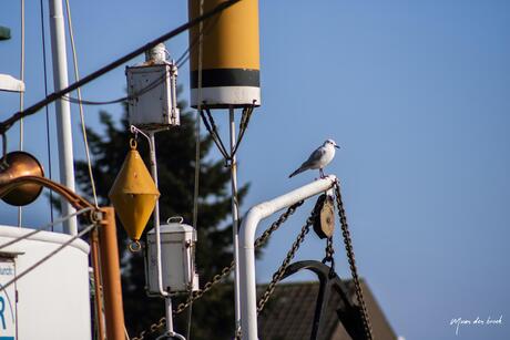 Kokmeeuw Op de uit kijk