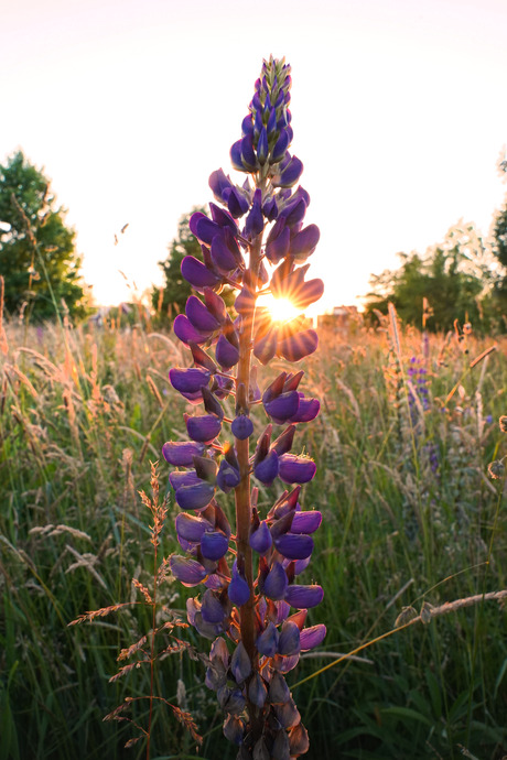 Lupine