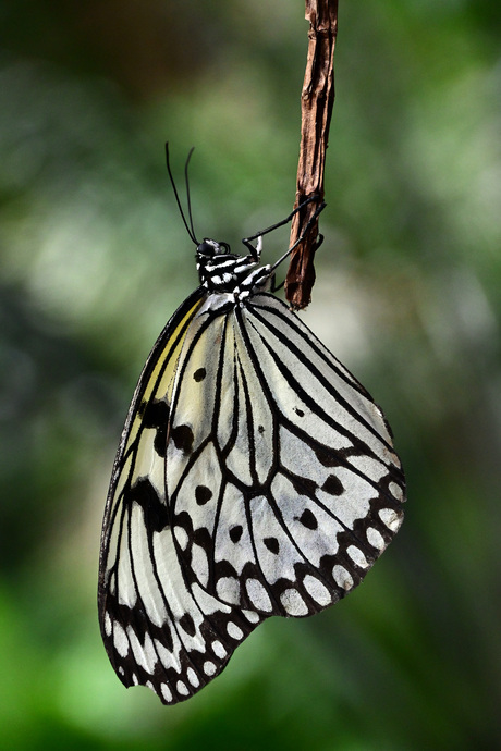 Idea leuconoe