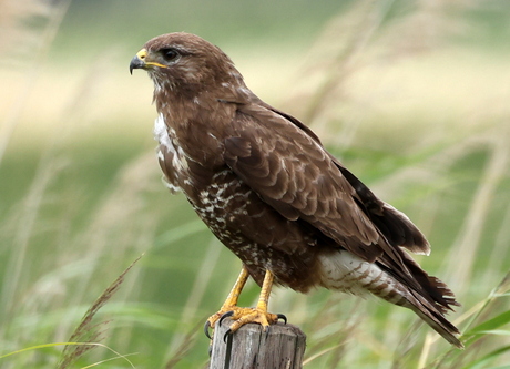 buizerd