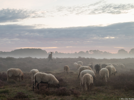 Schaapskudde en heide in Exloo