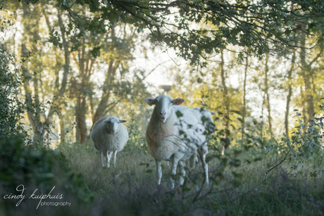 Mak als een lammetje.