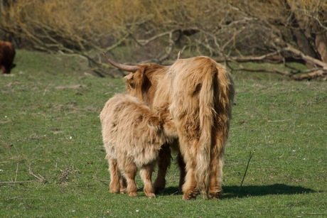 Nog altijd drinken bij me moeder