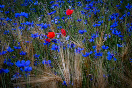 Korenbloemen