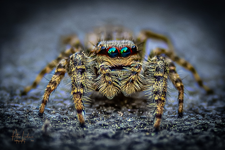 Spider