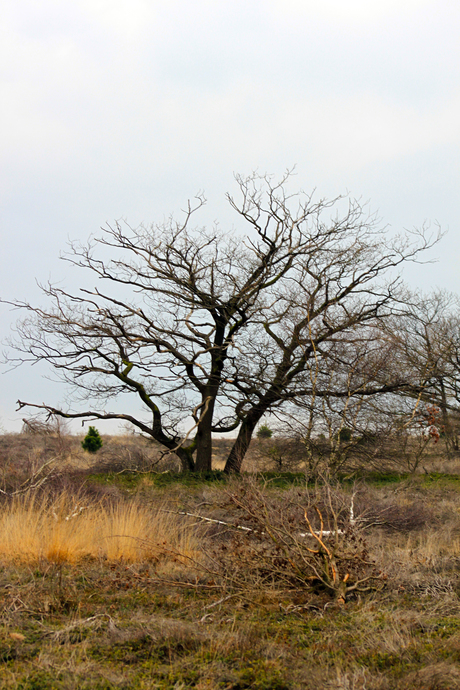 Karakteristieke bomen. (1)
